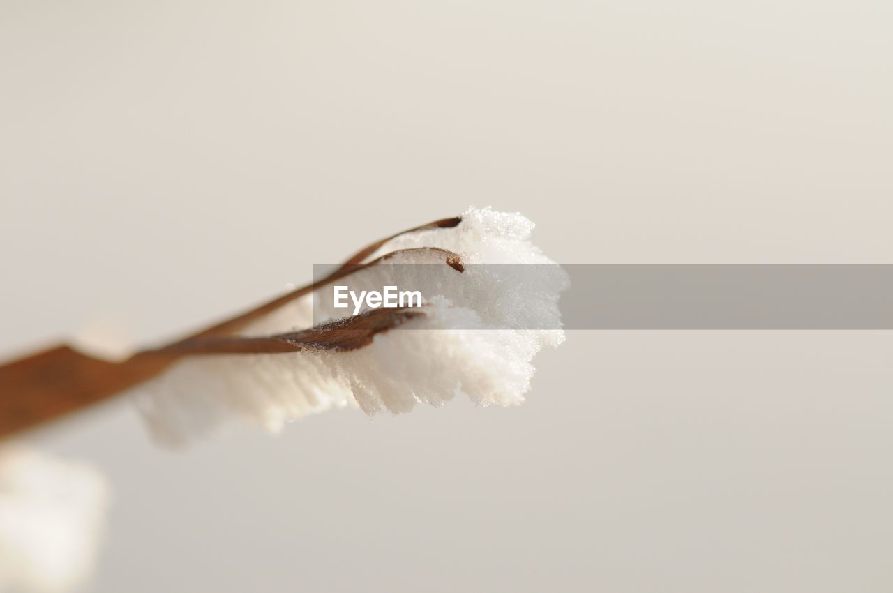 CLOSE-UP OF FLOWER AGAINST TWIG