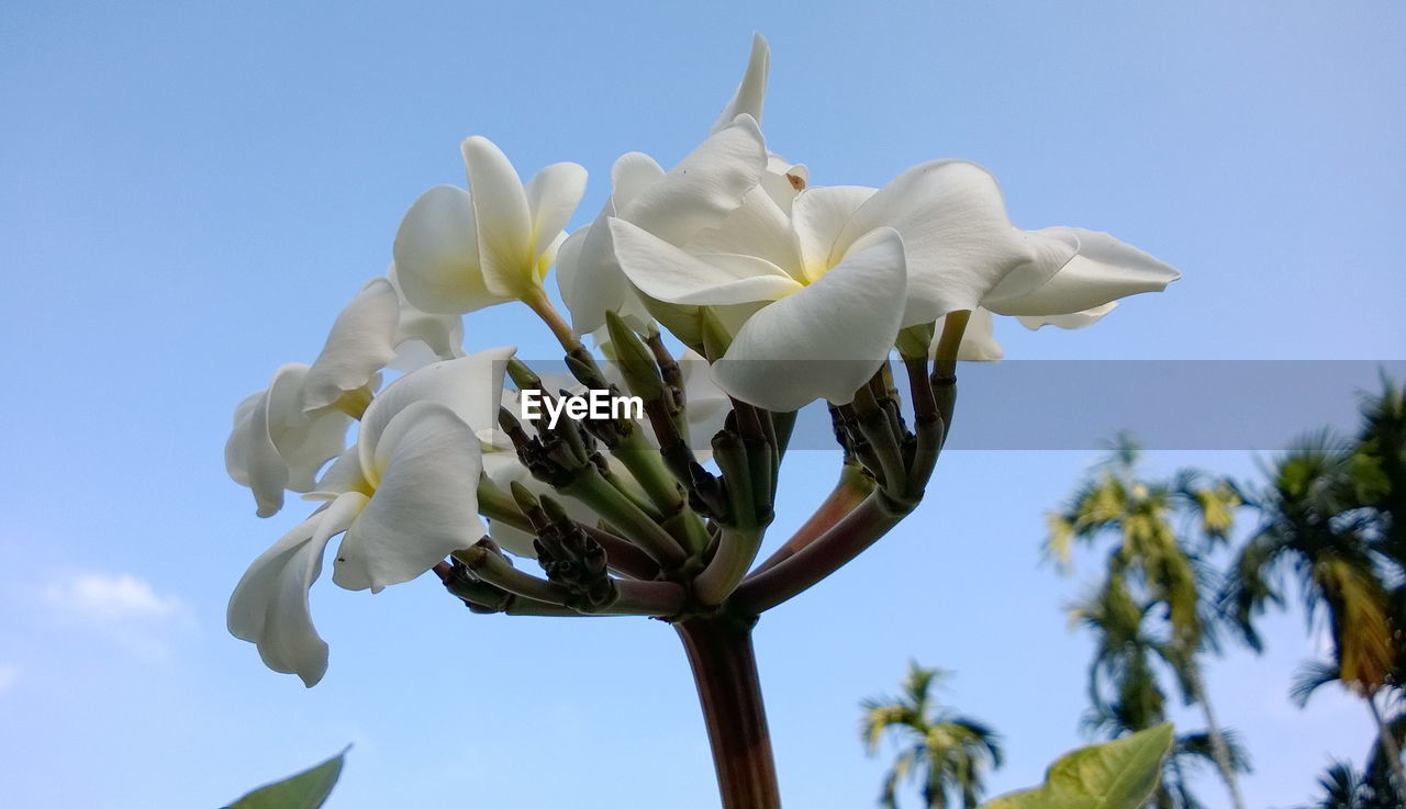 Close-up of white flowering plant against clear sky