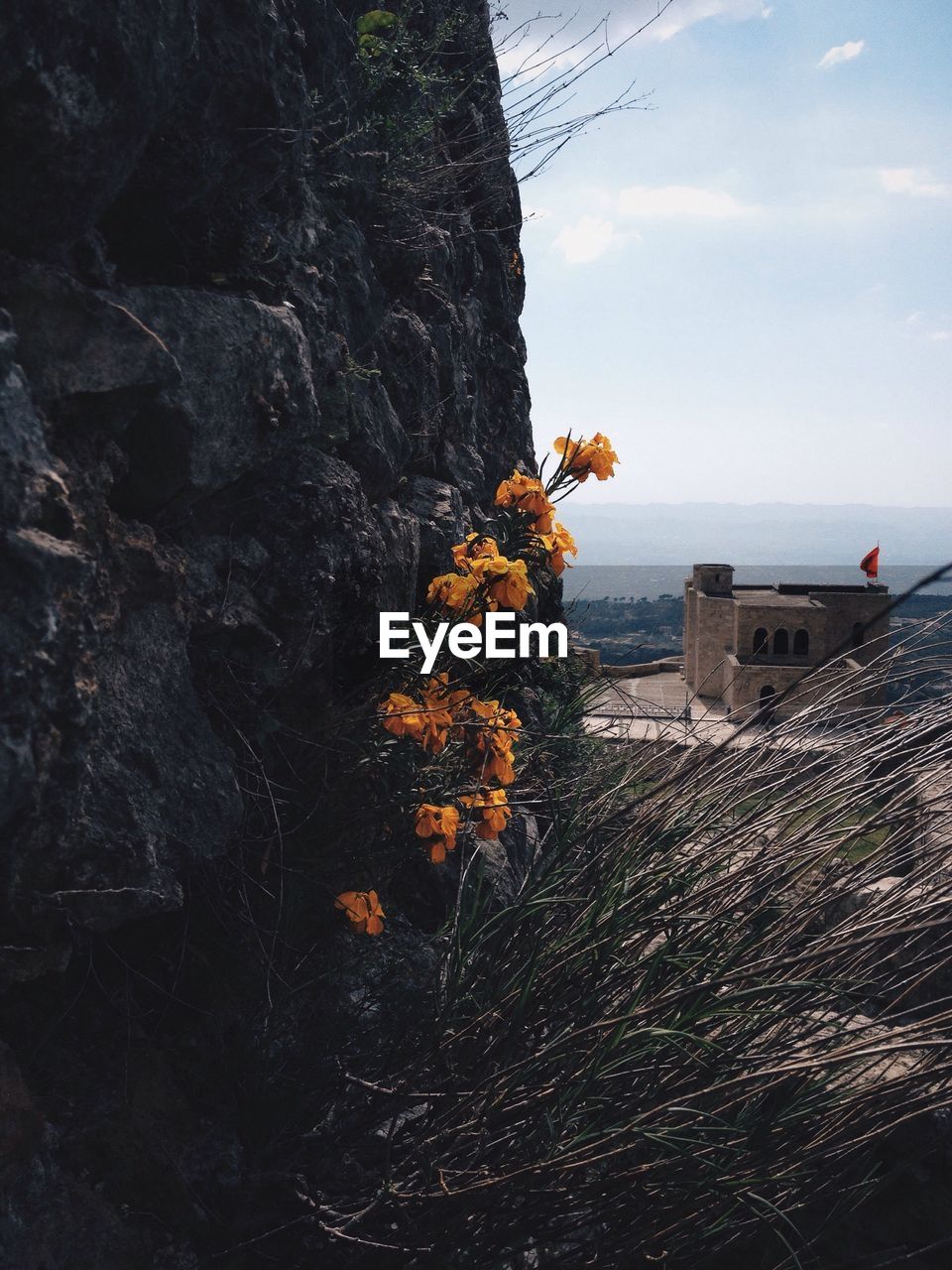 Flowers growing on stone wall