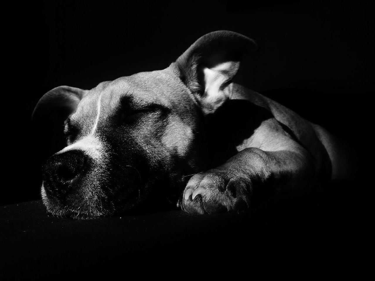CLOSE-UP OF DOG RELAXING ON BLACK