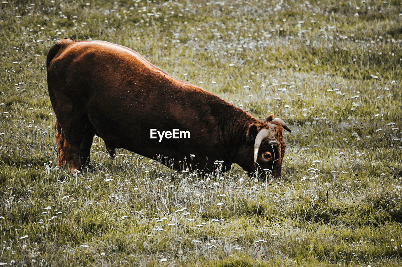 Cattle in a field