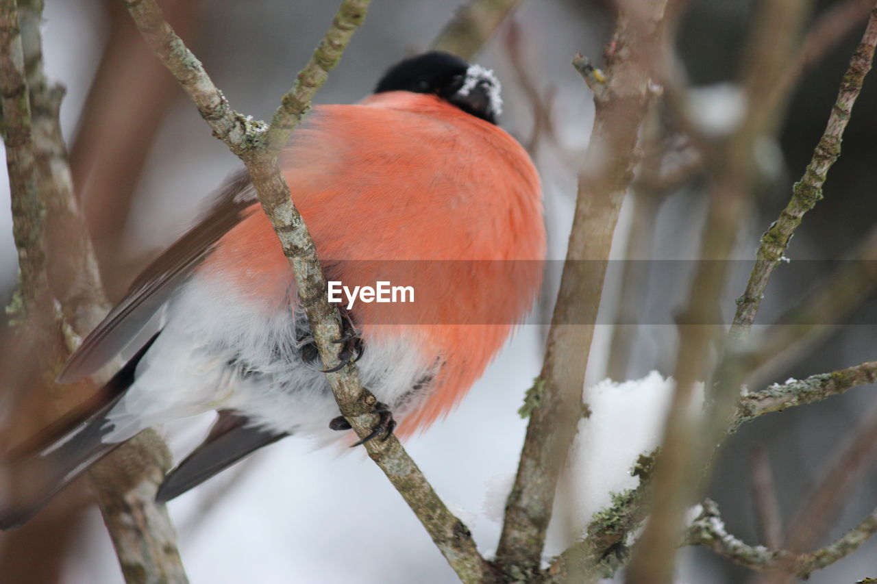 Close-up of bird perching on branch