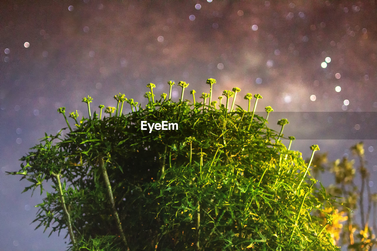 Milkyway trees