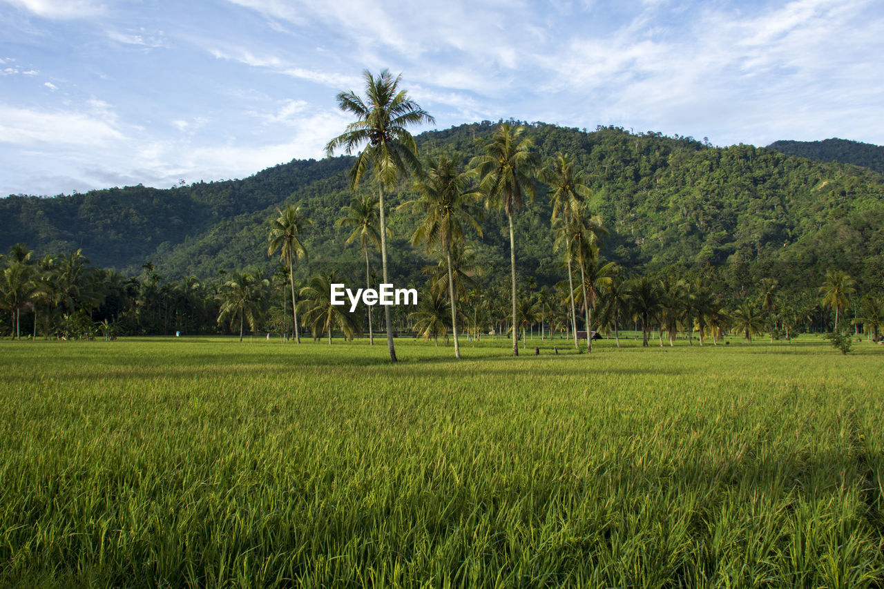 Rice plantations with hills in the background and some pal m trees