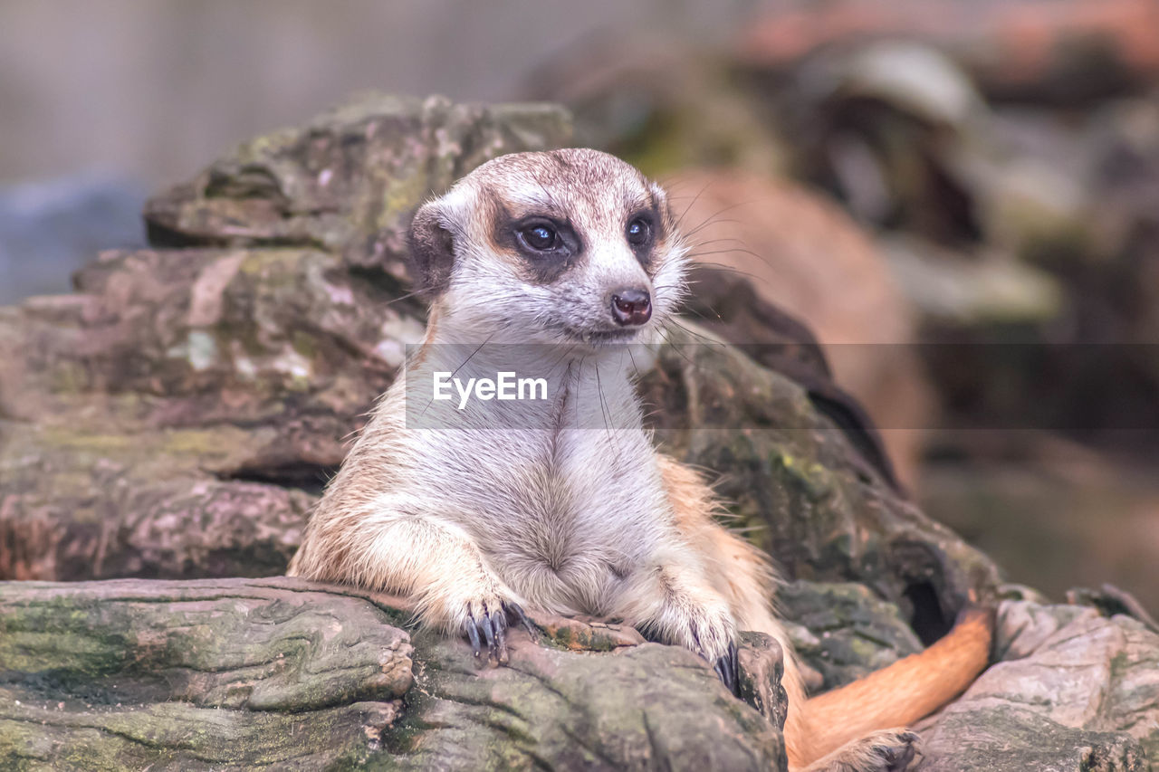 Cute meerkat suricata lie on ground relax time. close-up animal in nature wildlife.