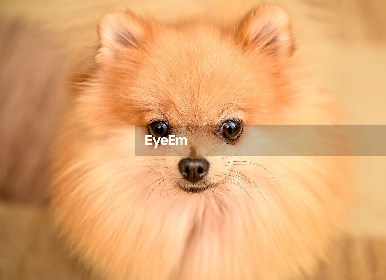 Close-up portrait of pomeranian dog