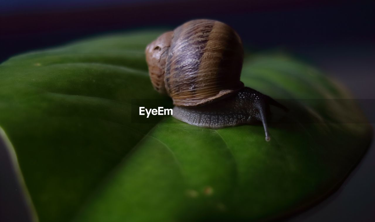 Close-up of snail an a green leaf 