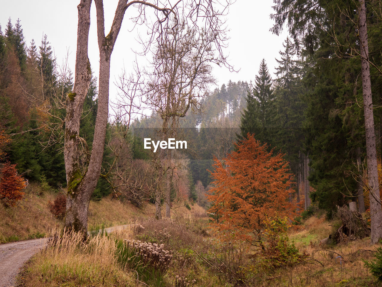 Trees in forest against sky during autumn