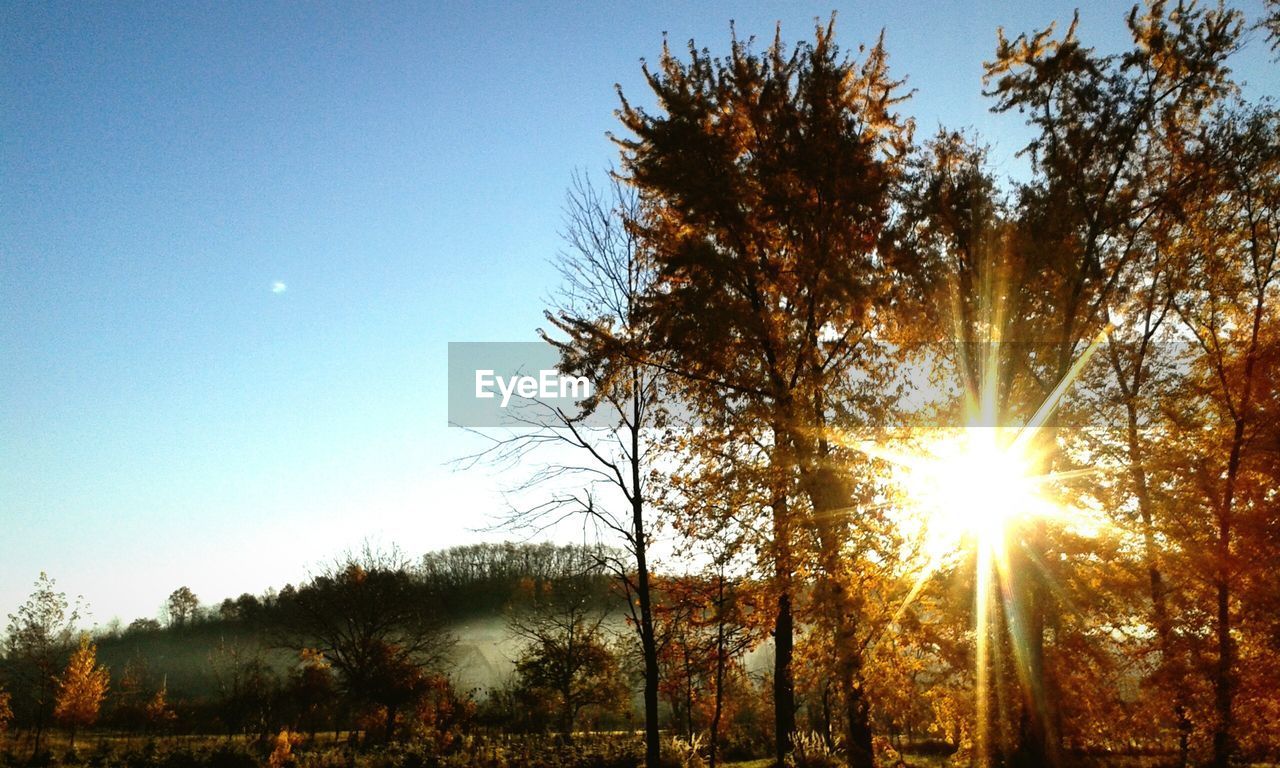 Low angle view of sun shinning through trees during sunset