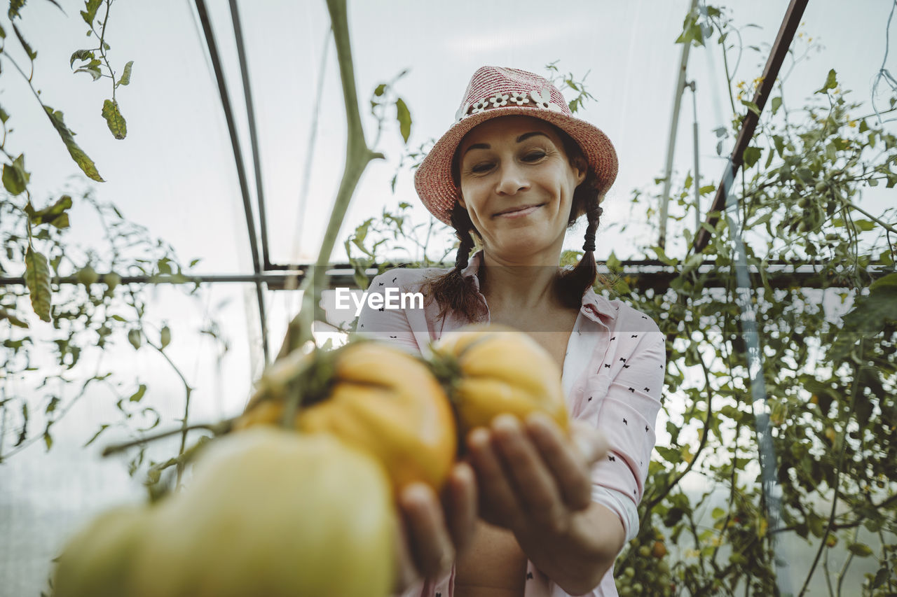 Smiling farmer looking at ripe tomatoes in greenhouse
