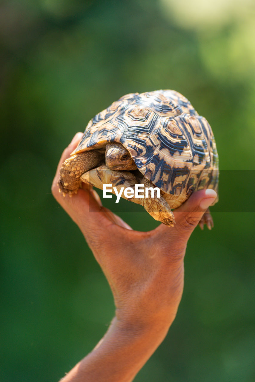 CLOSE-UP OF A HAND HOLDING A TURTLE