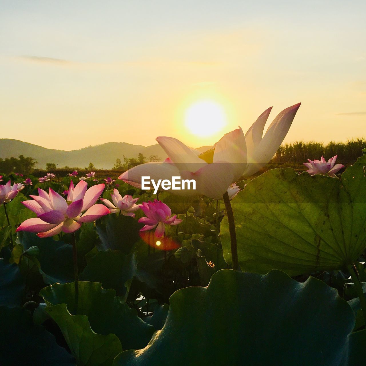 Close-up of pink flowering plants against sky during sunset