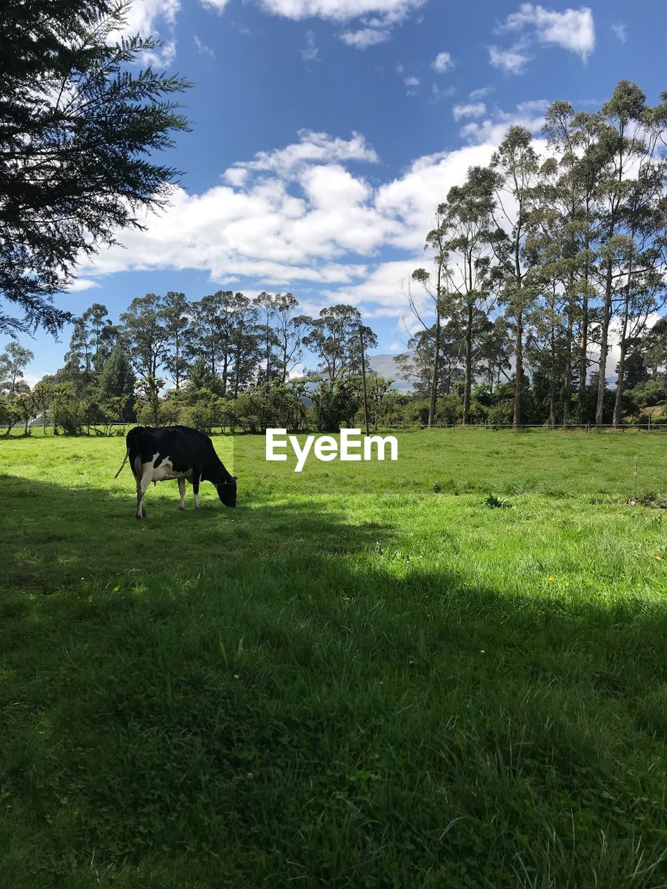 HORSE ON FIELD