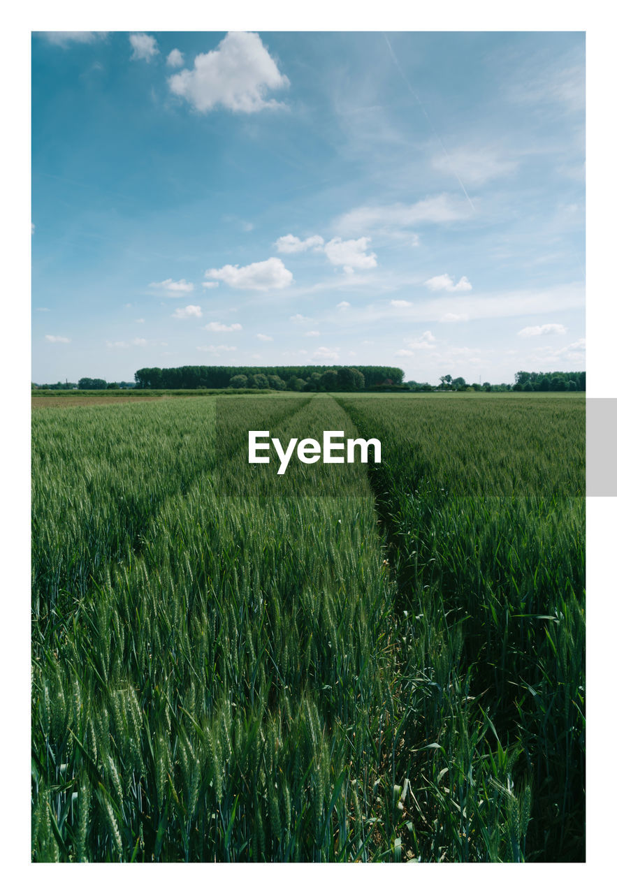 Green wheat field blue sky