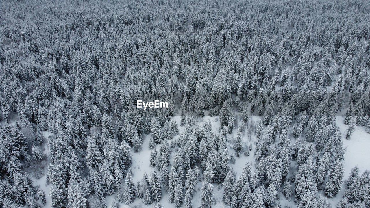 Snowed forest aerial