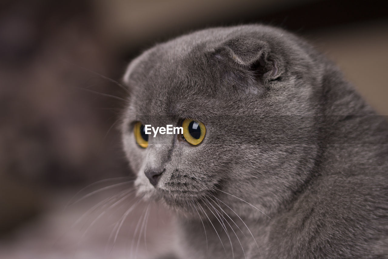 Gray cat with yellow eyes scottish fold, close up