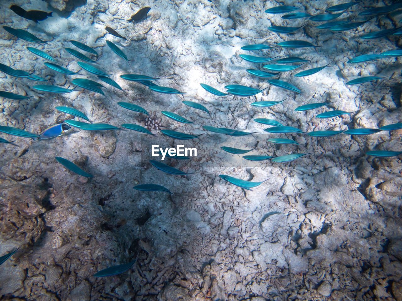 Full frame shot of fish in sea