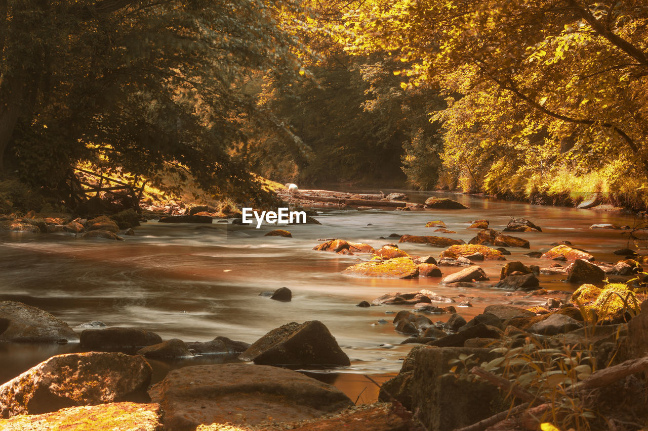 Scenic view of river in forest during autumn river esk