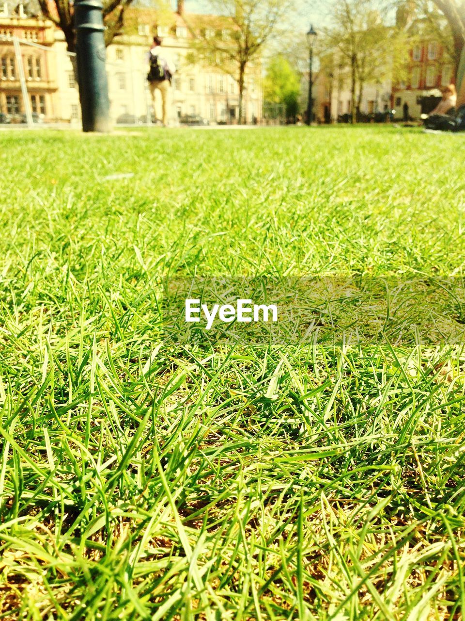 Close-up of lush green grass on sunny day in queen square