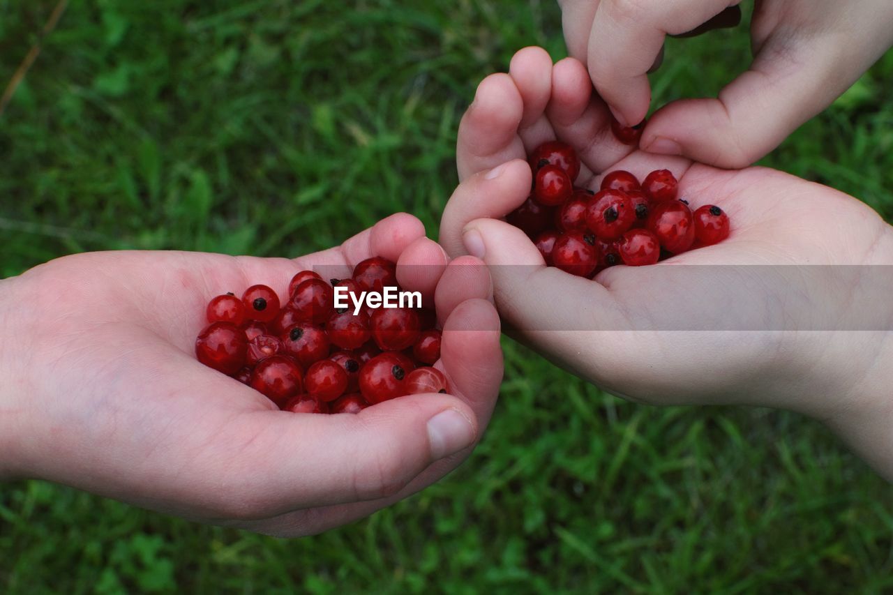 Cropped hand of children holding currants on grassy field