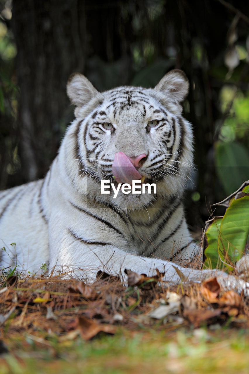 Close up, a white tiger lying on the grass