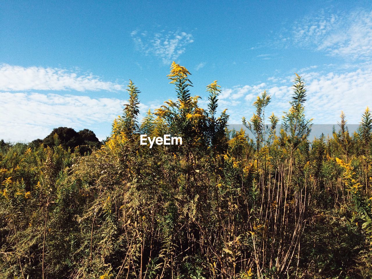 Plants growing on landscape against sky