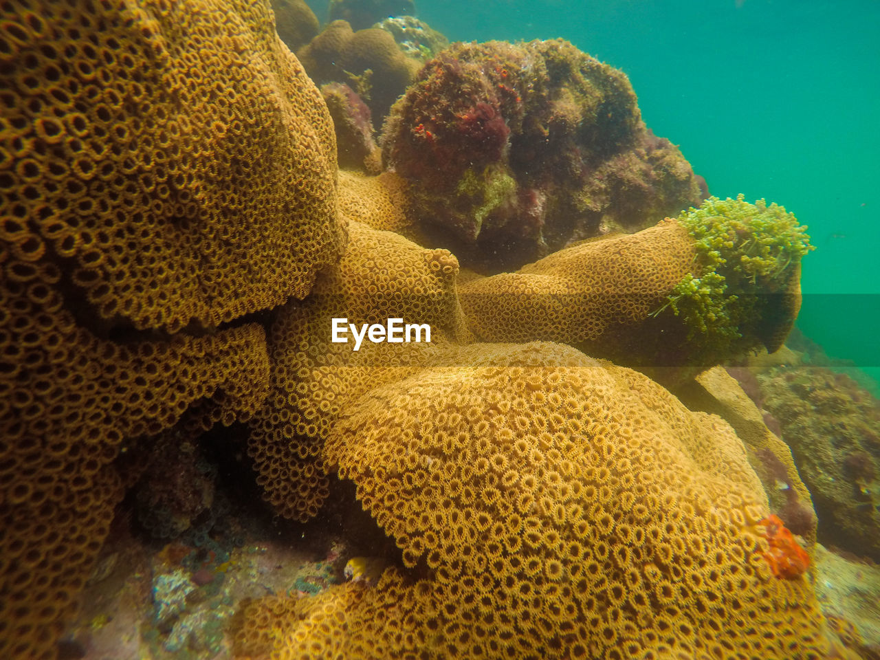 Close-up of coral in sea