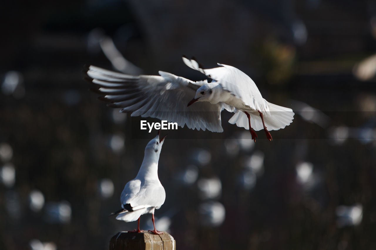 Close-up of seagulls