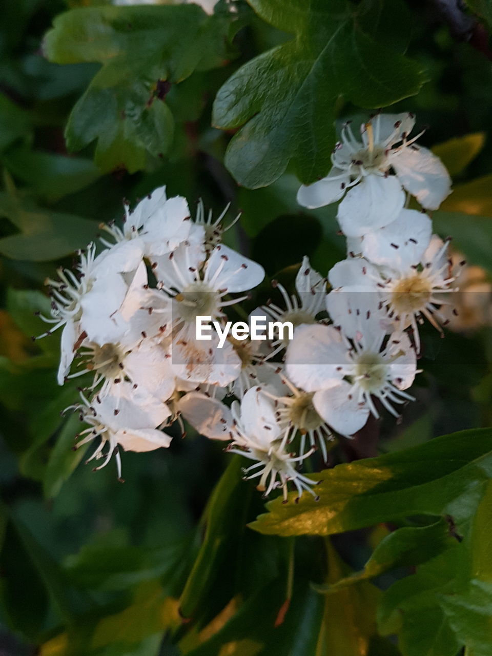 CLOSE-UP OF WHITE FLOWERS ON PLANT