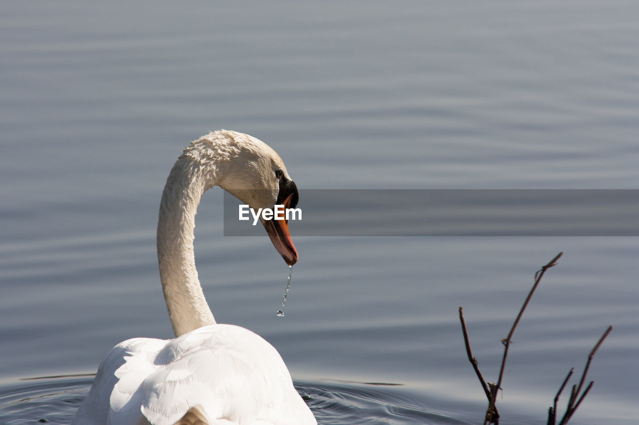 SWAN IN LAKE