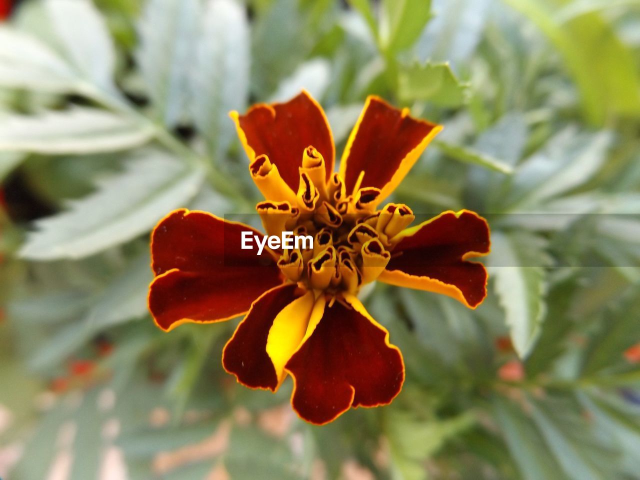 Close-up of marigold blooming in park