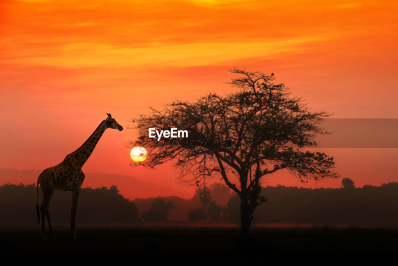 Giraffe by tree on field against sky during sunset