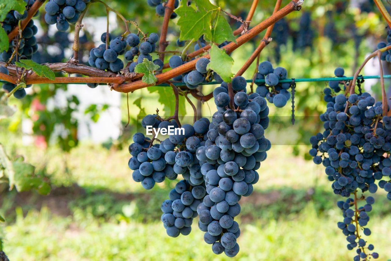 Grapes growing in vineyard