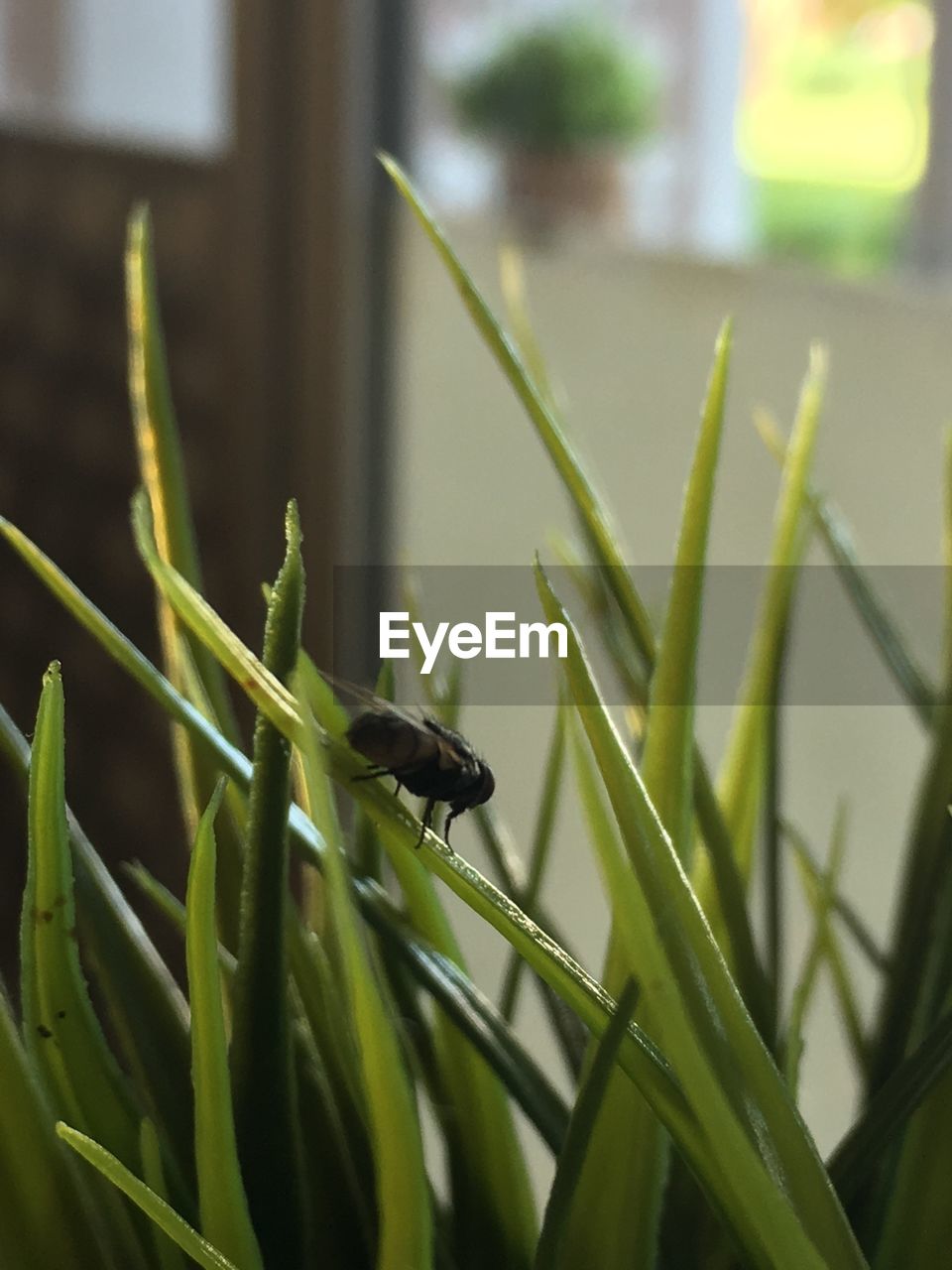 CLOSE-UP OF INSECT ON PLANT OUTDOORS