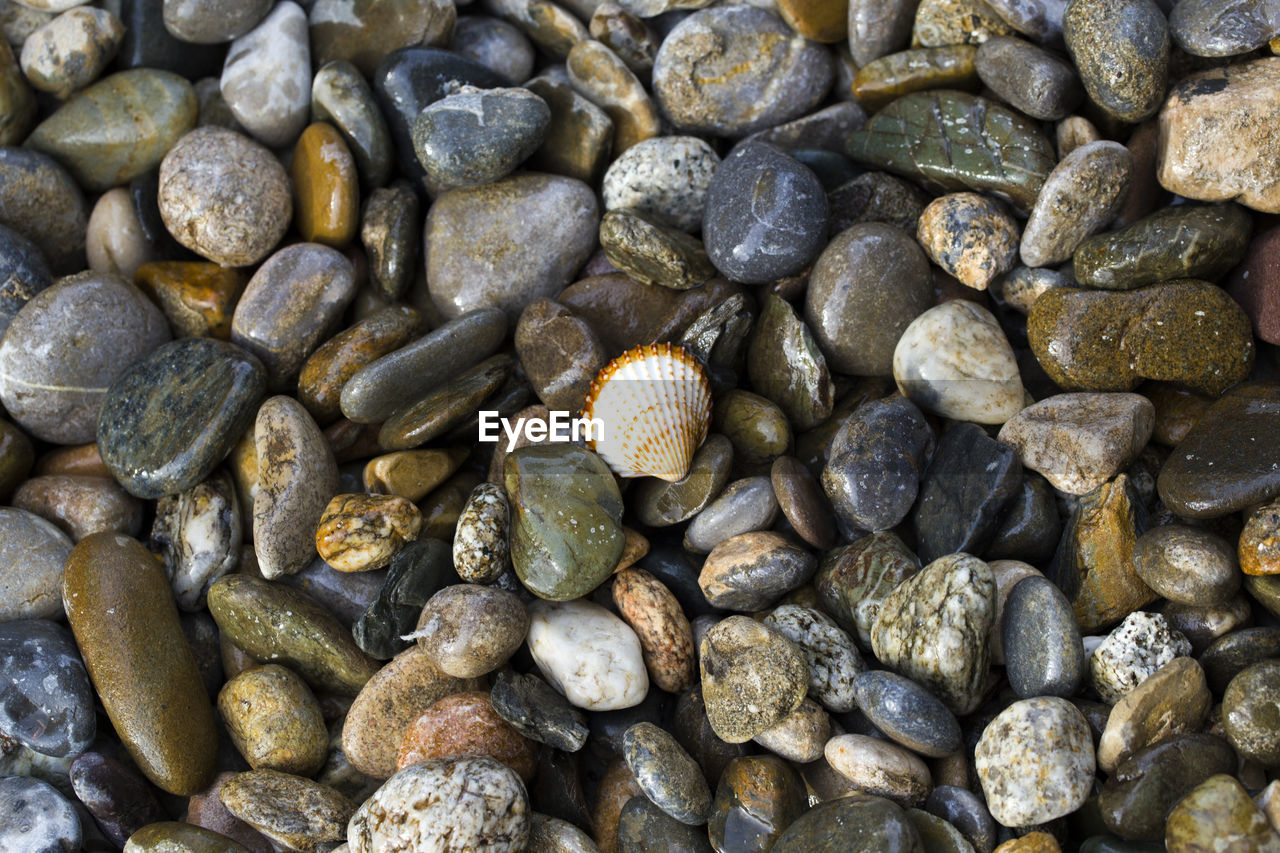 High angle view of seashell on pebbles