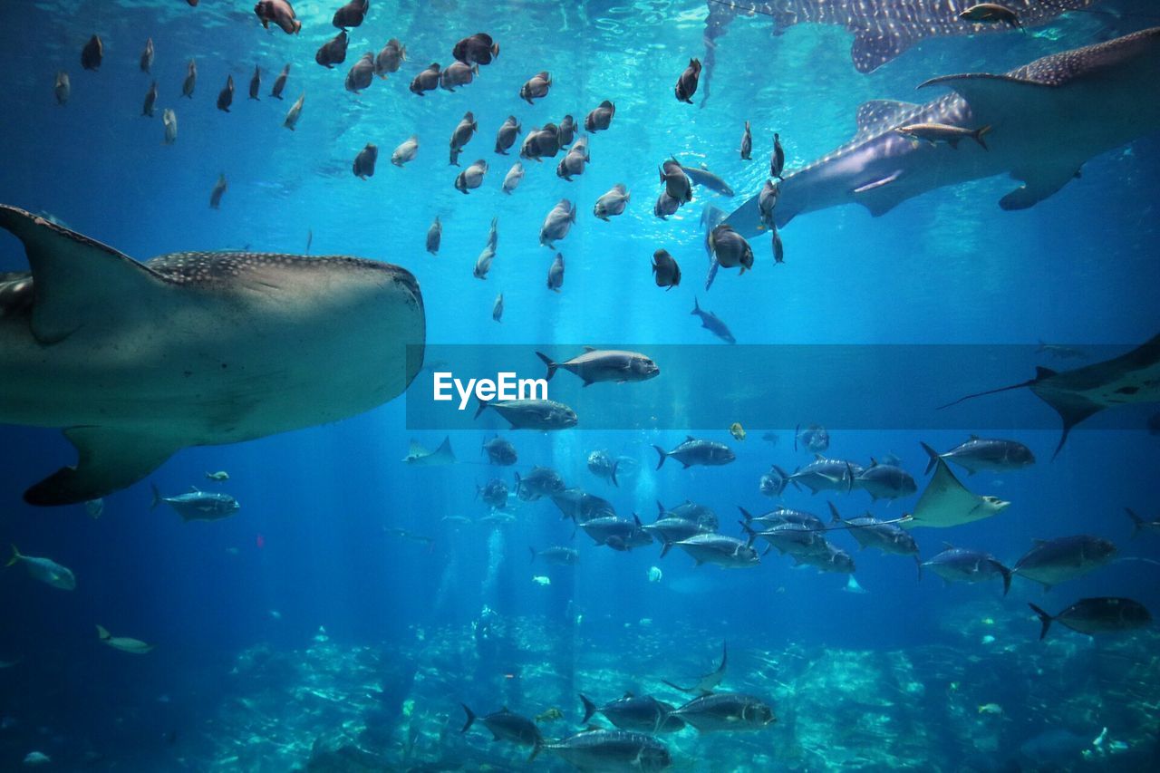 FISHES SWIMMING IN AQUARIUM