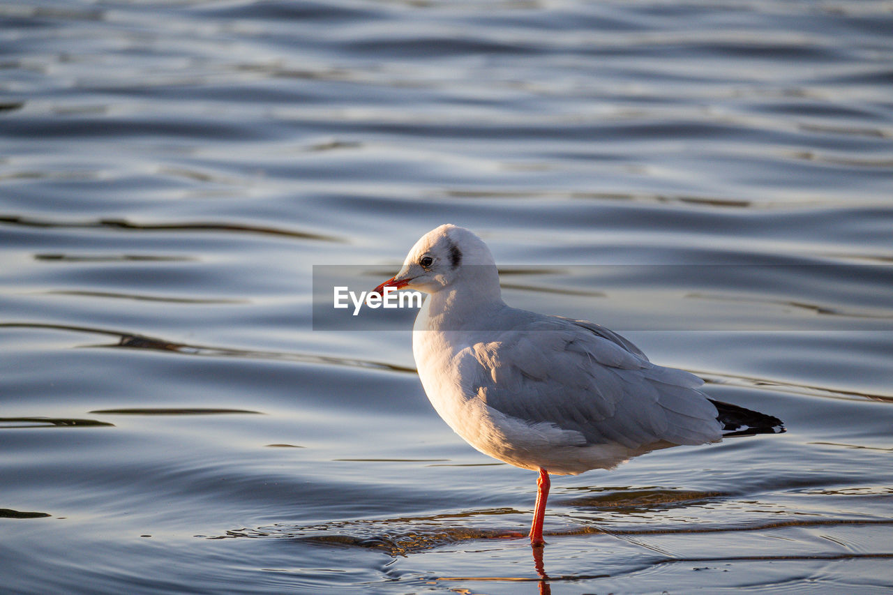 animal themes, animal, bird, animal wildlife, wildlife, one animal, water, reflection, beak, nature, no people, gull, lake, day, outdoors, water bird, seabird, rippled, seagull, side view, beauty in nature, focus on foreground