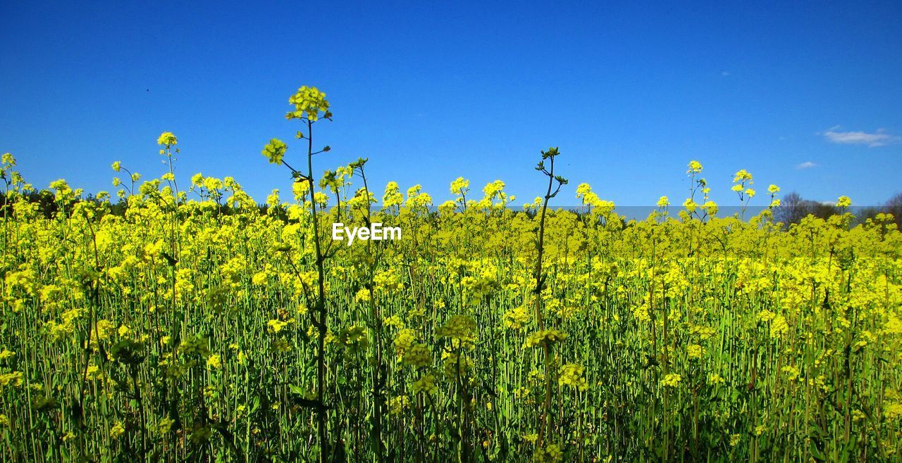 Scenic view of oilseed rape field against blue sky