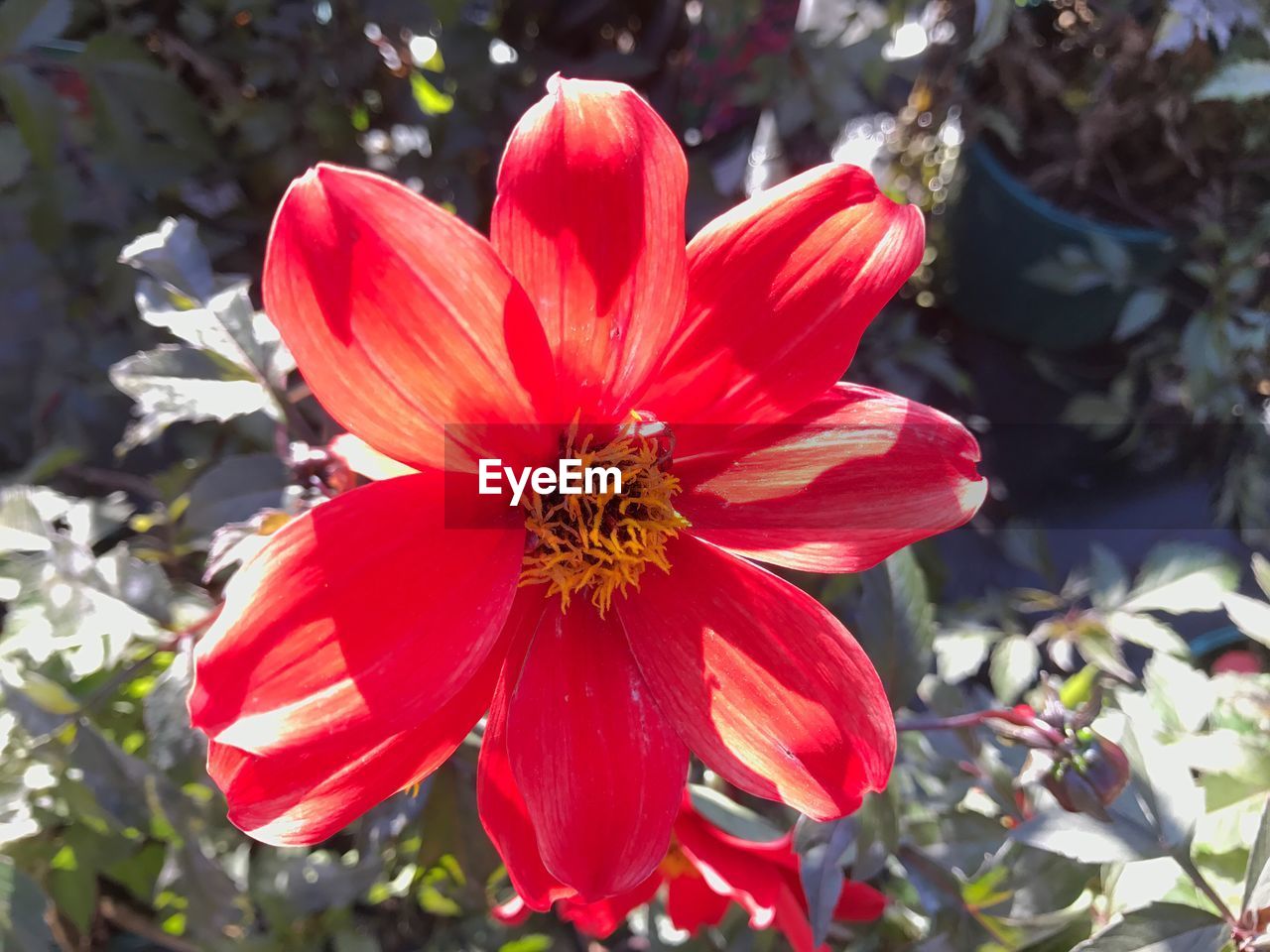 CLOSE-UP OF RED HIBISCUS BLOOMING