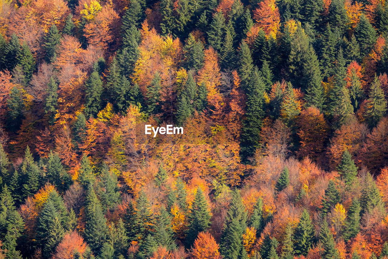 full frame shot of trees in forest during autumn