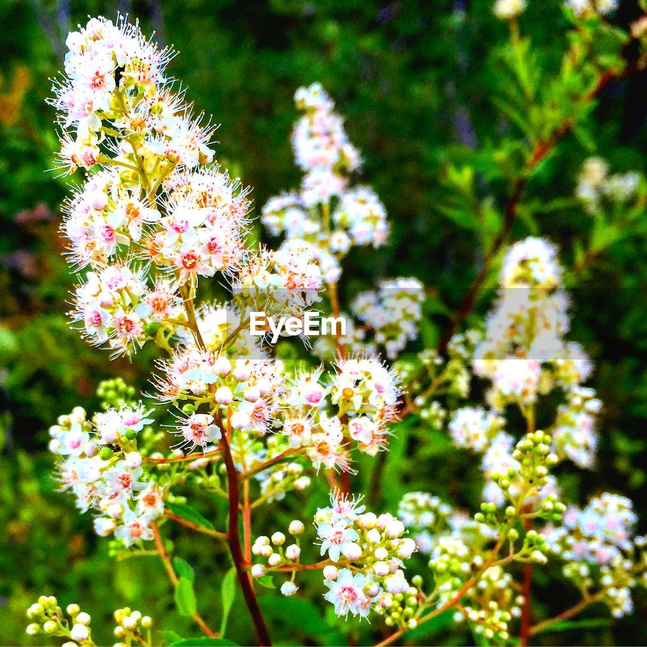 CLOSE-UP OF PINK FLOWERS IN PARK