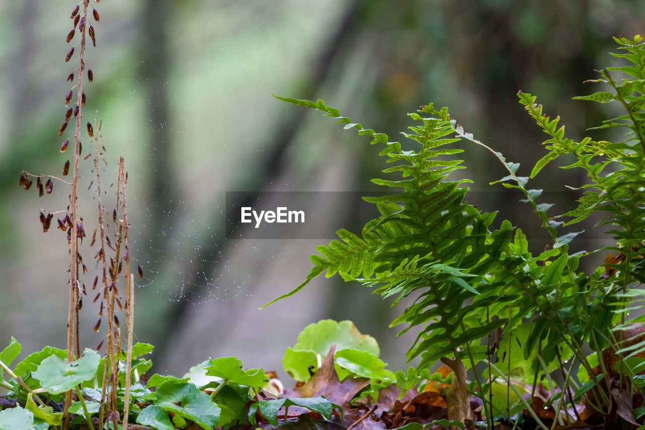 plant, green, nature, leaf, plant part, tree, branch, growth, forest, no people, beauty in nature, flower, outdoors, land, environment, day, focus on foreground, grass, social issues, tranquility, close-up, water, ferns and horsetails, vegetation, food and drink, food
