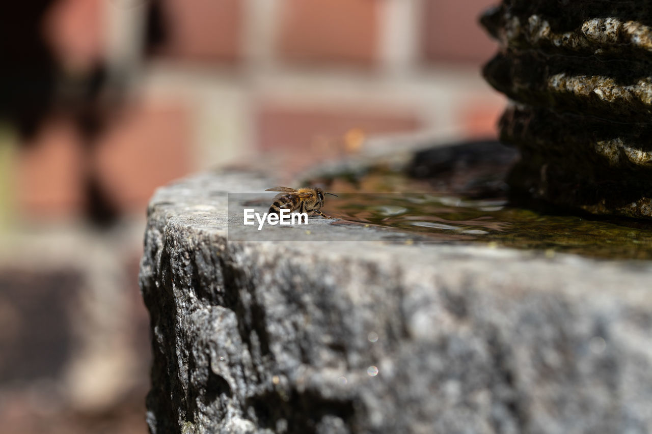 CLOSE-UP OF AN INSECT ON ROCK