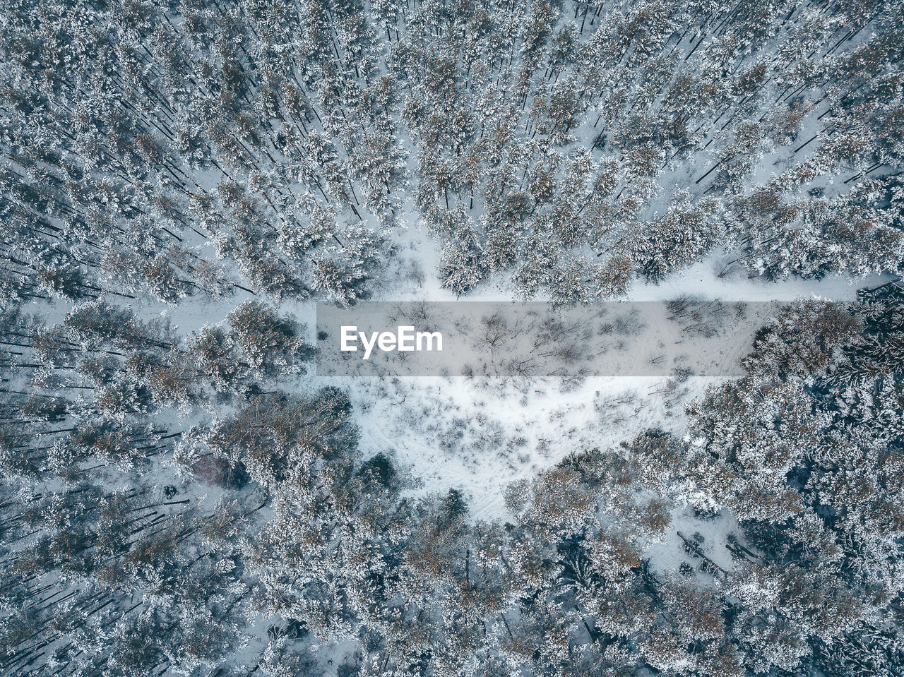 Directly above shot of snow covered forest