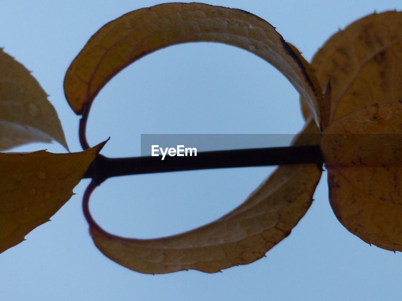 CLOSE-UP LOW ANGLE VIEW OF CLEAR SKY AGAINST THE BACKGROUND