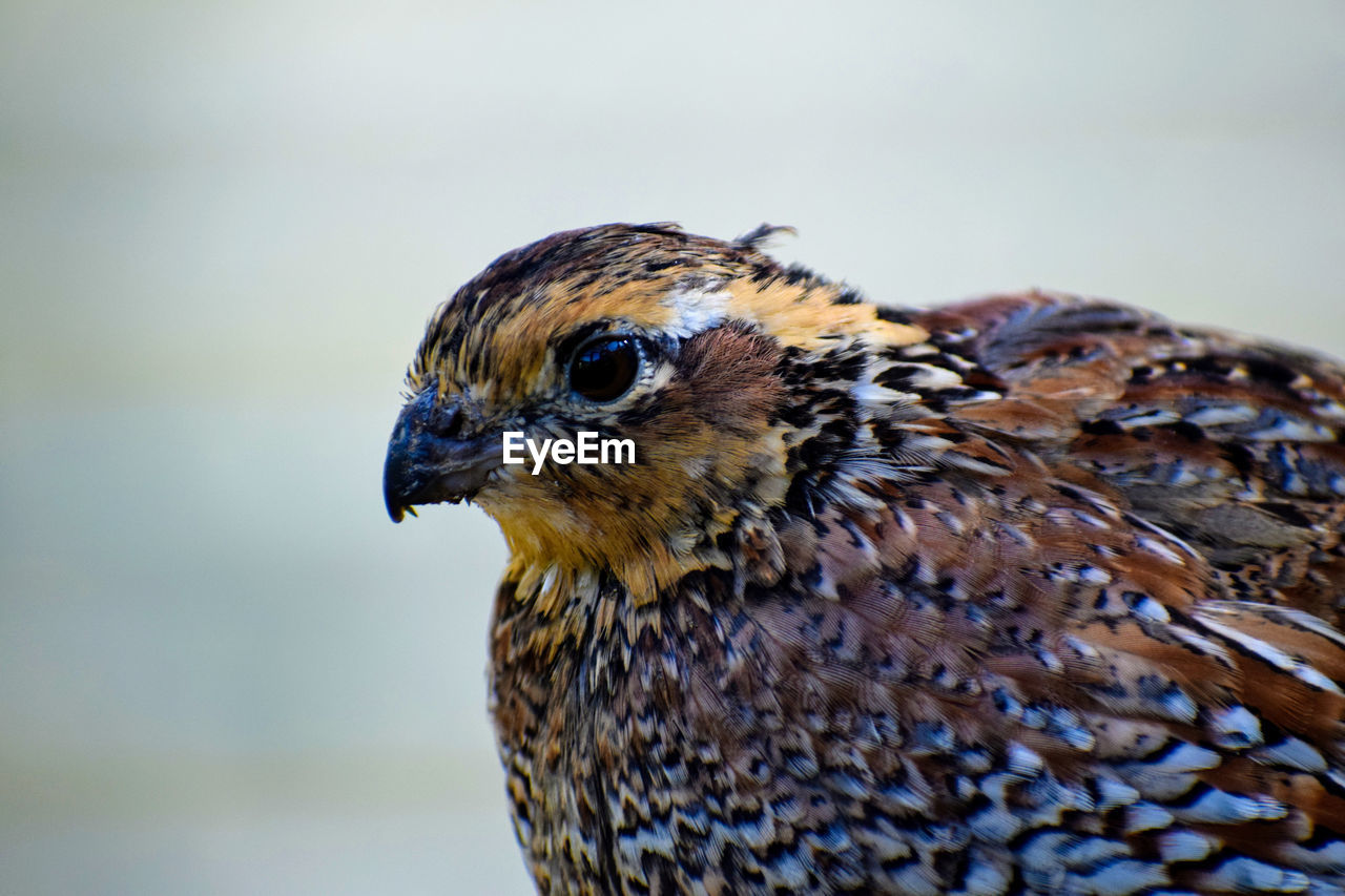 Close-up of a bird