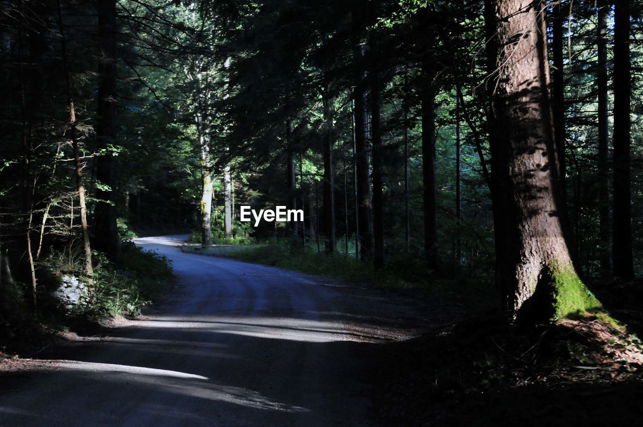 ROAD BY TREES IN FOREST