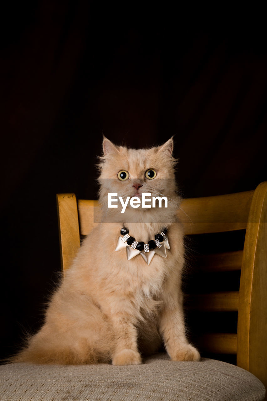 Portrait of cat wearing necklace on chair against black background