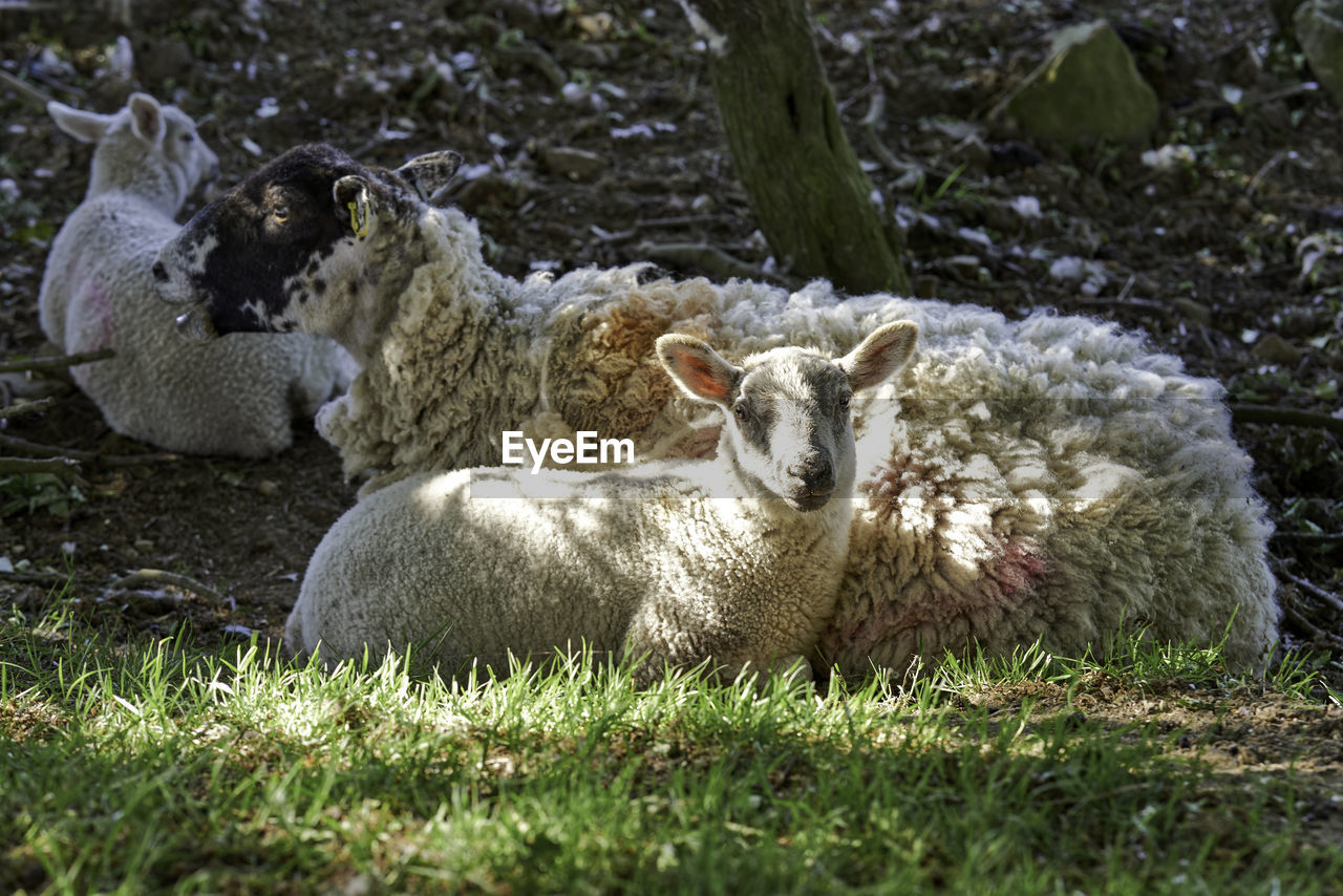 Sheep in a field