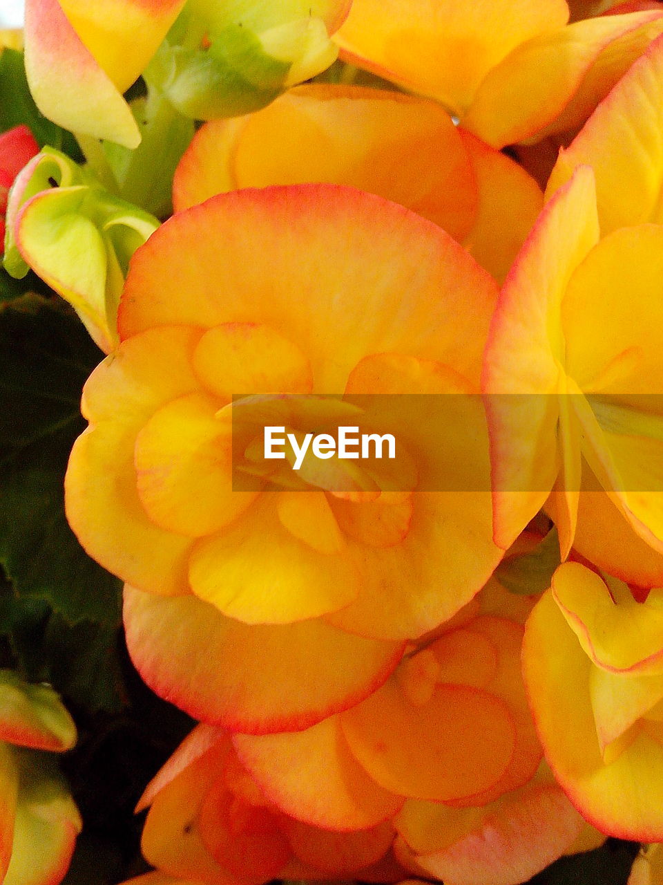 Macro shot of yellow flowers